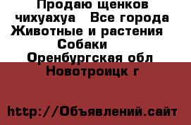 Продаю щенков чихуахуа - Все города Животные и растения » Собаки   . Оренбургская обл.,Новотроицк г.